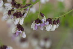 Dalbergia lanceolaria